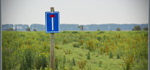 Bert Kaufmann - Dead end nature / Doodlopende natuur - Flickr - CC BY-SA 2.0